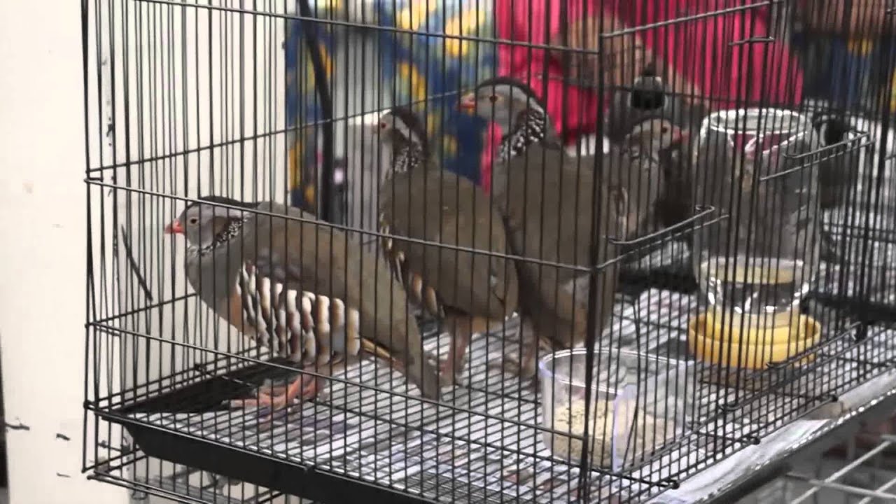Tucson Bird Expo 2015