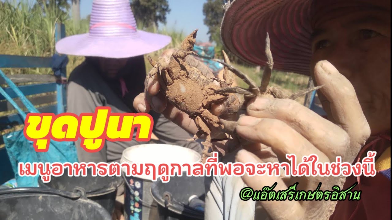 ขุดปูนา หาอาหารตามฤดูกาลที่ยังพอมีหาอยู่หากินตามท้องไร่ท้องนา