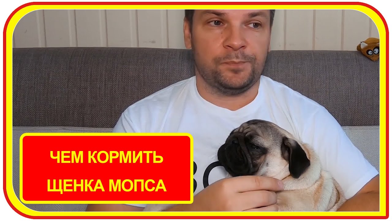 Чем кормить щенка мопса 5 месяцев, аллергика? Натуральная еда для Жорика.