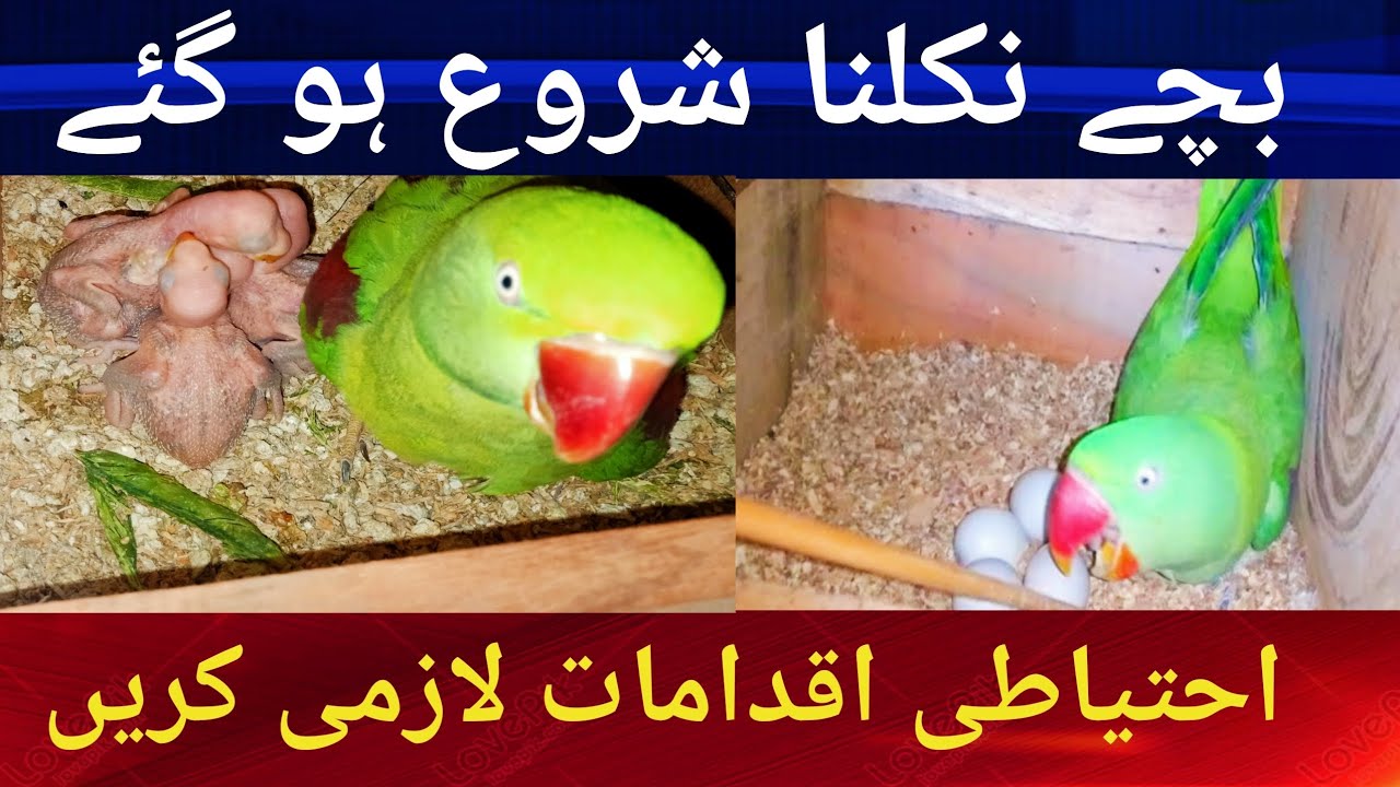 Parrots Hatching Start. بچے نکلنا شروع ہو گئے احتیاطی تدابیر لازمی کریں