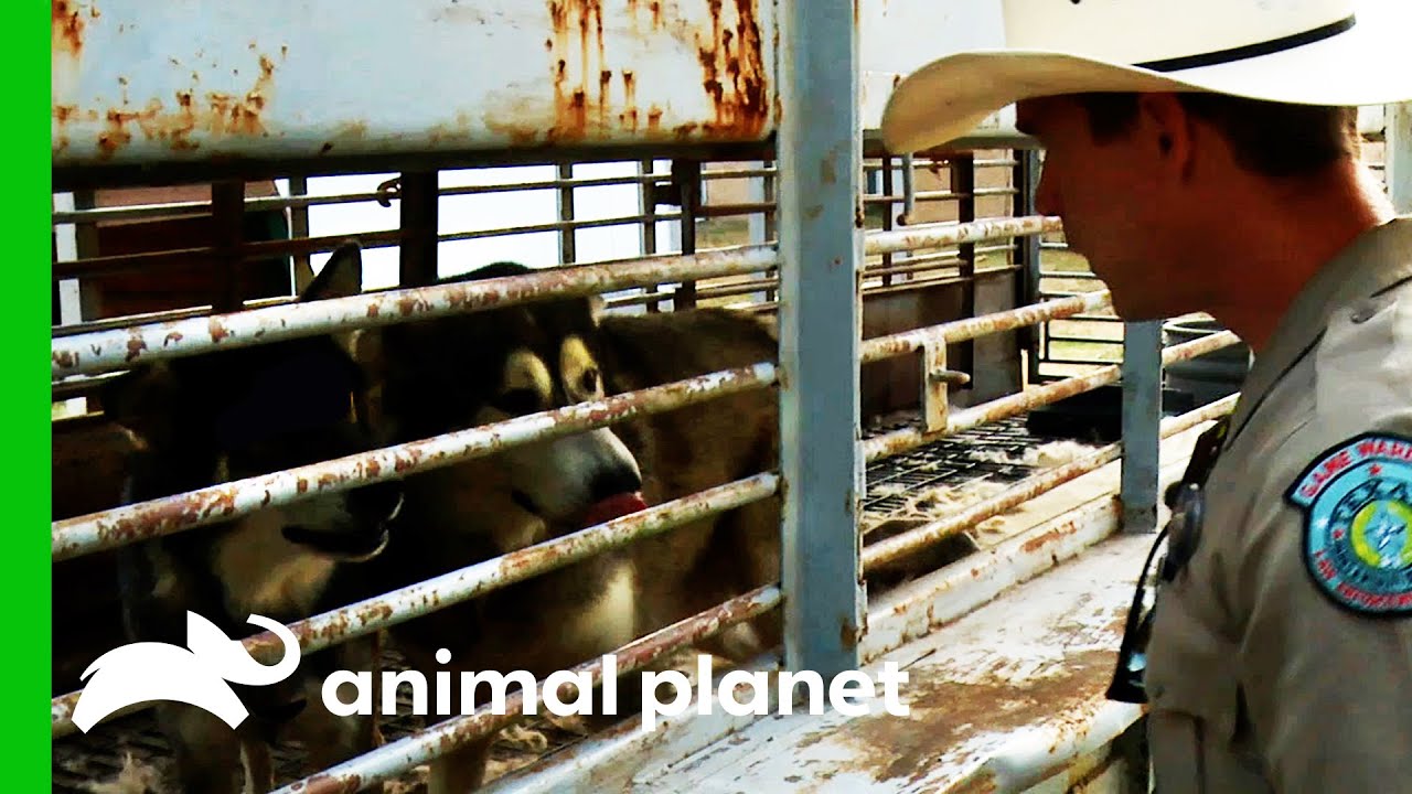 Game Wardens Worried About Neglected Dogs | Lone Star Law