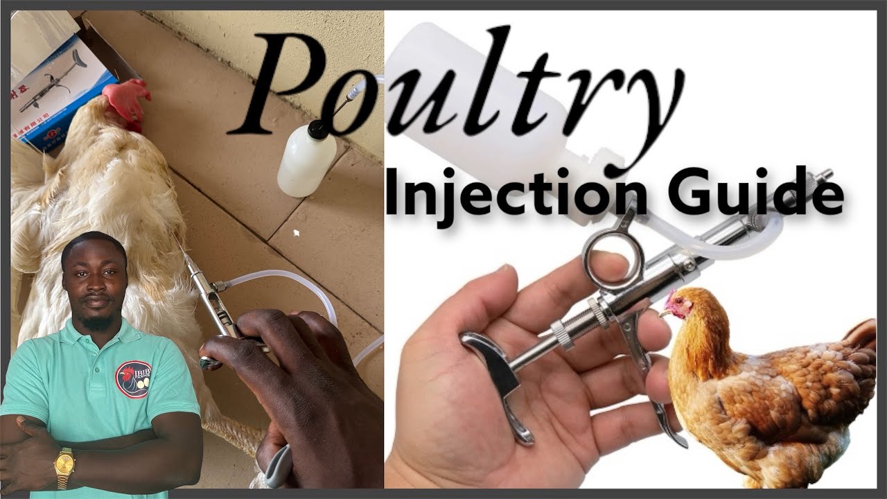 Poultry injection Guide : Breast vs Thigh intramuscular injections : Safe and effective Techniques
