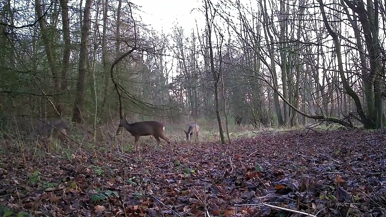 The secret life of a Scottish woodland