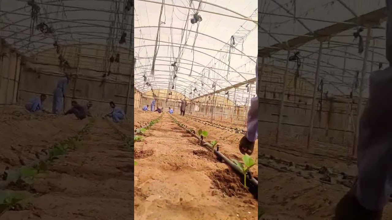 plantation of cucumber 🥒 in Dubai agriculture system #dubai #foryou #viral #at #fypシ #ytshorts