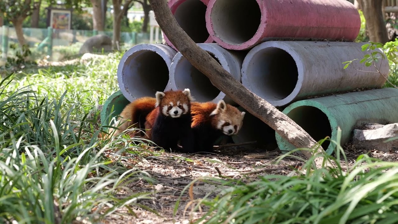 Spring is the season for hugs and cuddles