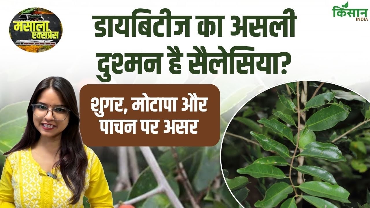 Masala Express | Salacia reticulata: डायबिटीज और वजन के लिए आयुर्वेदिक सहारा! 