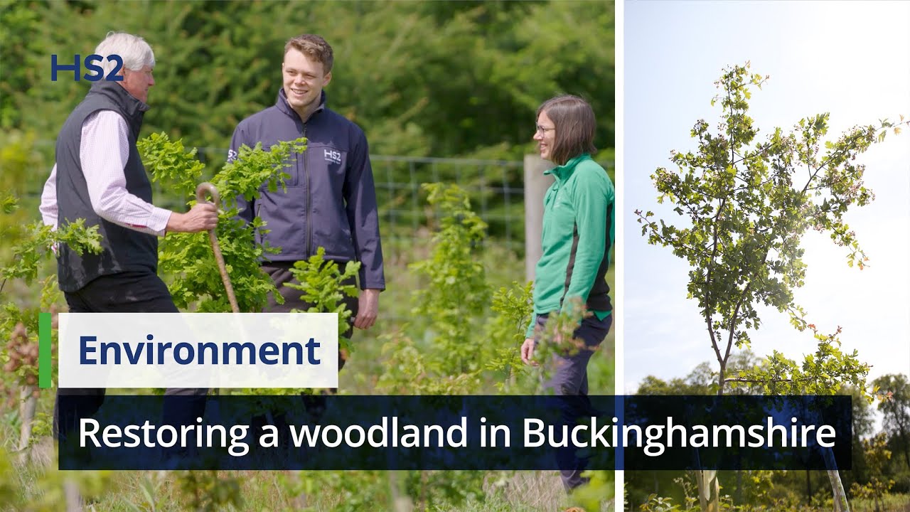 Restoring an ancient woodland in Buckinghamshire