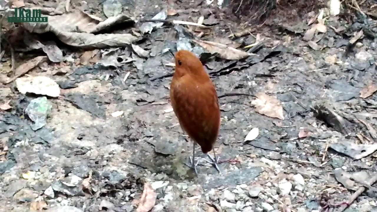 Chestnut Antpitta (Grallaria blakei) Endemic to Peru in Abra Patricia