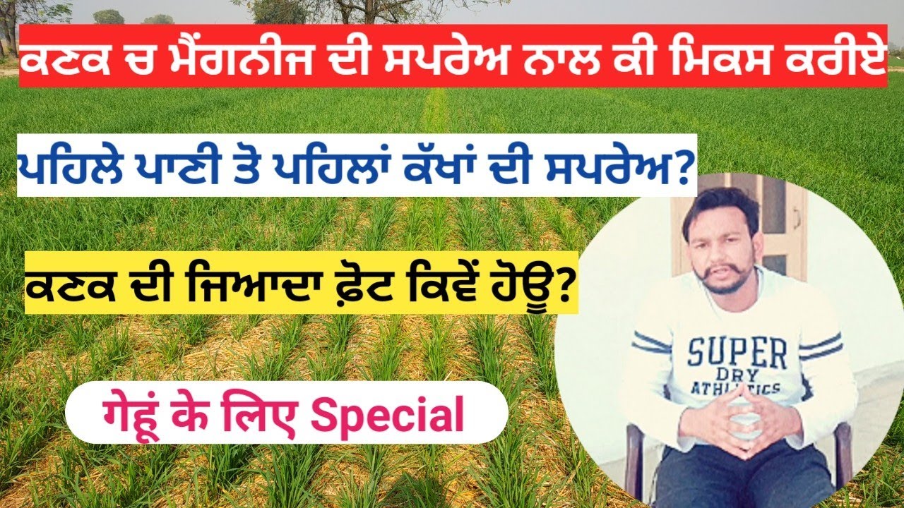 ਕਣਕ ਦੀ ਫੋਟ ਕਰਾਉਣ ਦਾ ਸੱਚ । Wheat crop manganese and Zinc Deficiency।
