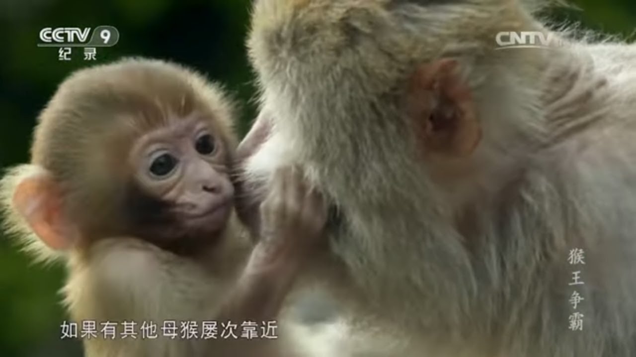 猴王拥有优先交配权 原来它们是通过这种方式寻找配偶的！《猴王争霸》【CCTV纪录】