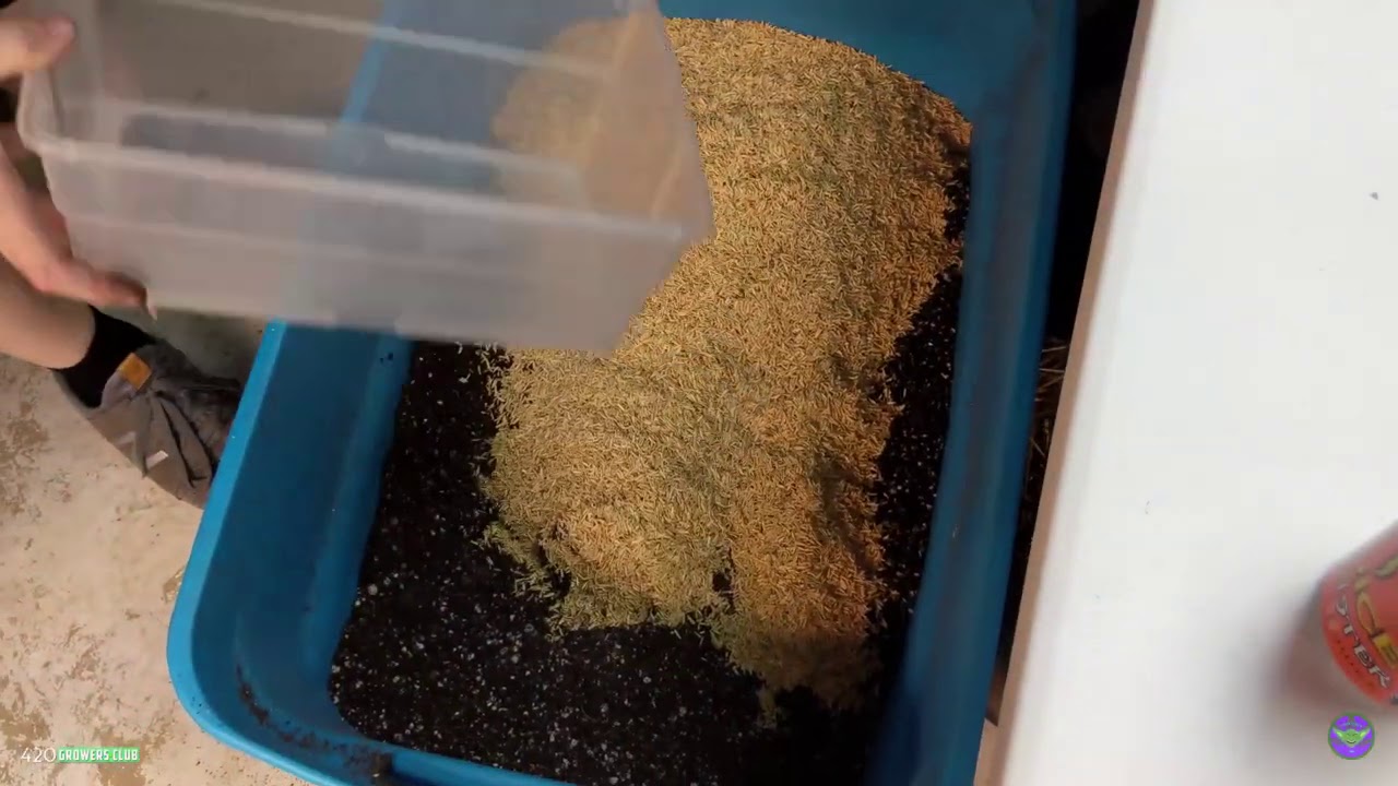 Re-amending Soil In Preparation For Primal Punch S1s Transplant