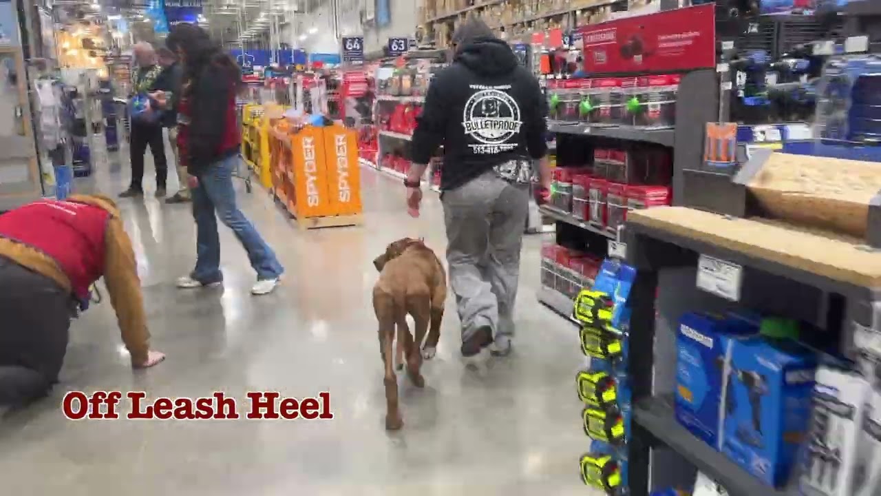 Metiche's 21 Day Board & Train | 5 month old Rhodesian Ridgeback #dogtraining #puppyvideos #offleash