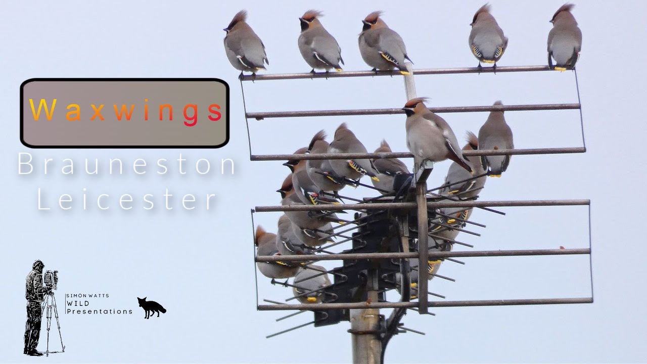 Waxwings - Brauneston, Leicester 07/01/24