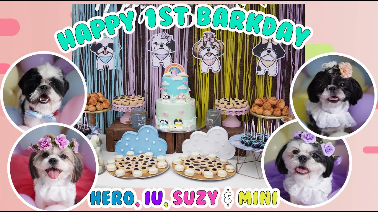 Mini Balbons' 1st BARKDAY CELEBRATION