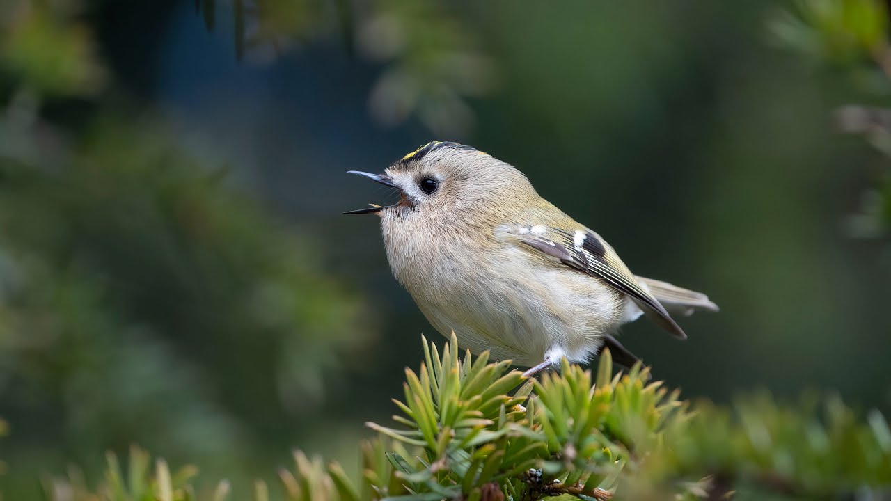 Goldcrest at Sefton Park March 19, 2023