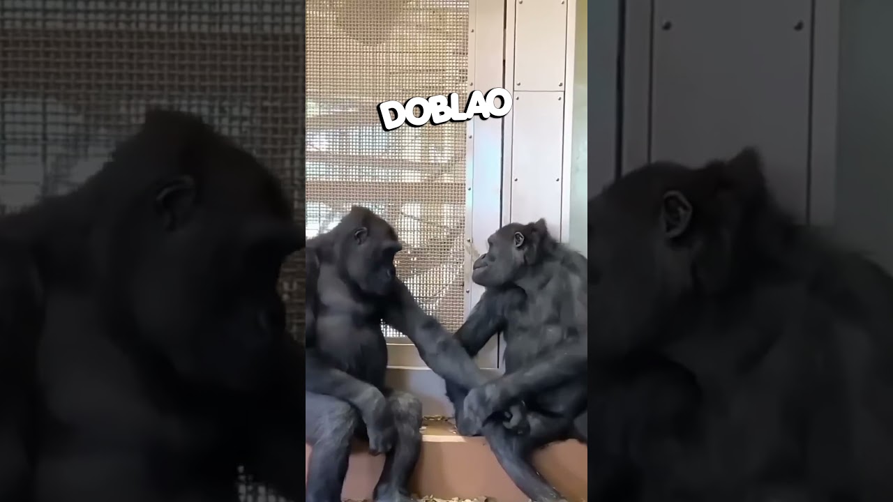 El Gorila Cari&ntilde;oso | #DOBLAO #shorts #animales