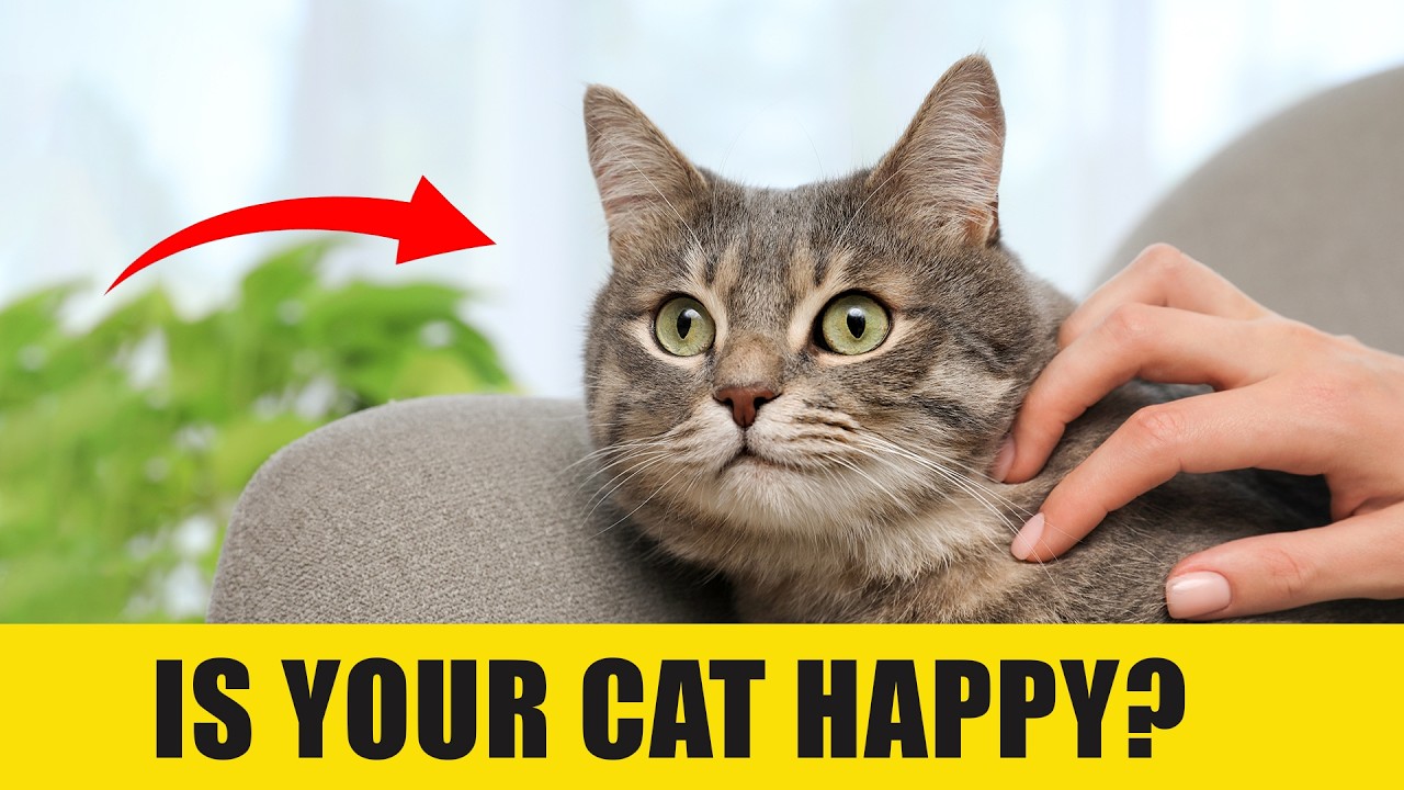 10 ПРИЗНАКОВ ТОГО, ЧТО ВАША КОШКА ЖИВЕТ НА ПРАЗДНИКЕ ❤️🐱