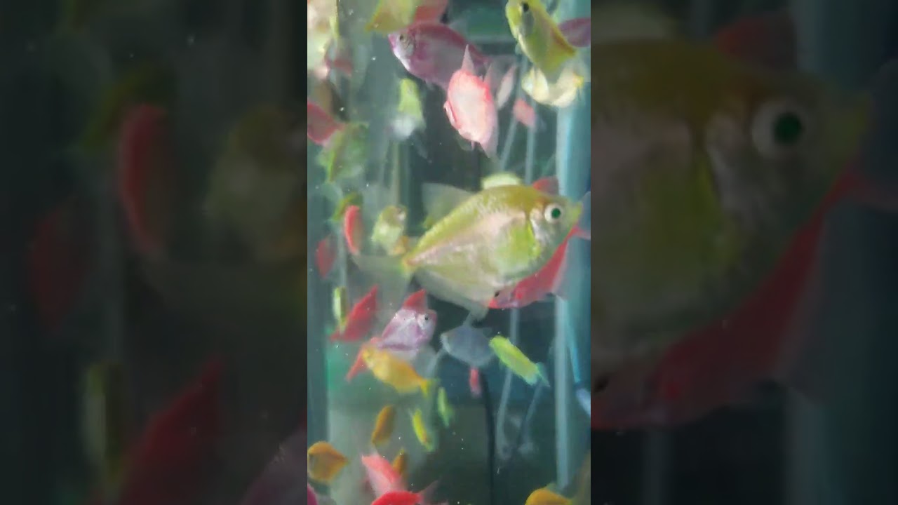 🎉 Colour Widow Tetra Fish Collection 🎏Saini Fish Aquarium Shop📍 Phagwara📞 9815272871✨ Beautiful 🐟🦈🐠🐢