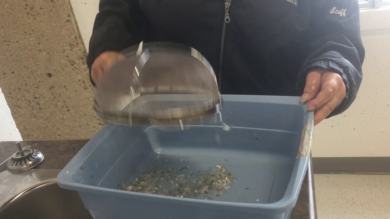 Fish Scales - How to Clean Fish Scales