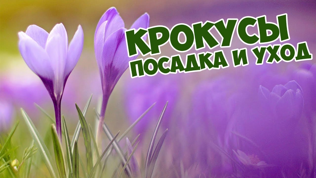 Крокусы: посадка и уход🌸 Цветы Шафран🌺  Как вырастить Крокусы?🥀