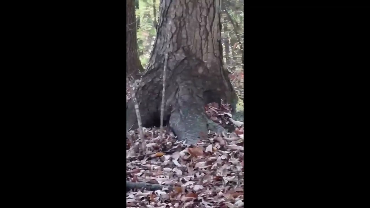 ** BIGFOOT HOT SPOT ~ PART 4 **