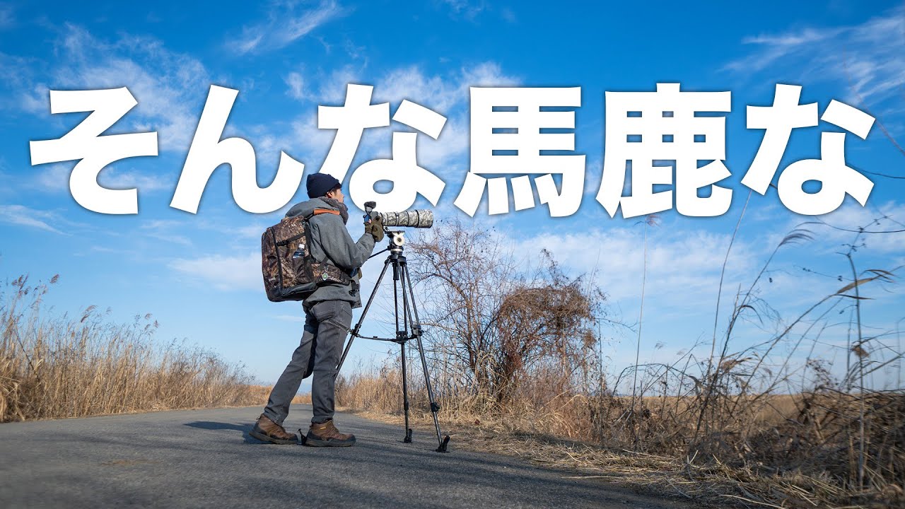 ハイイロチュウヒが見たい！農耕地は猛禽パラダイスのはず...！！