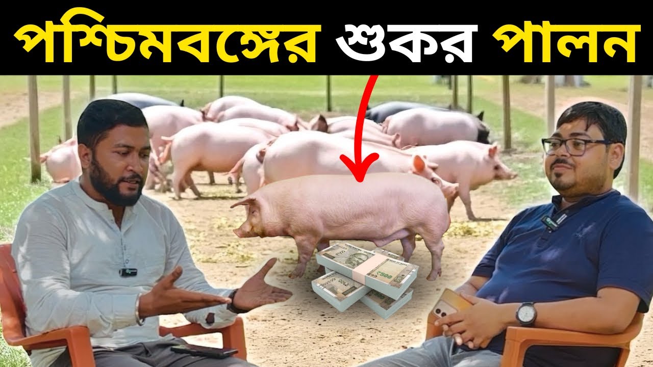 পশ্চিমবঙ্গের শুকর পালন।Pig farming in West Bengal.