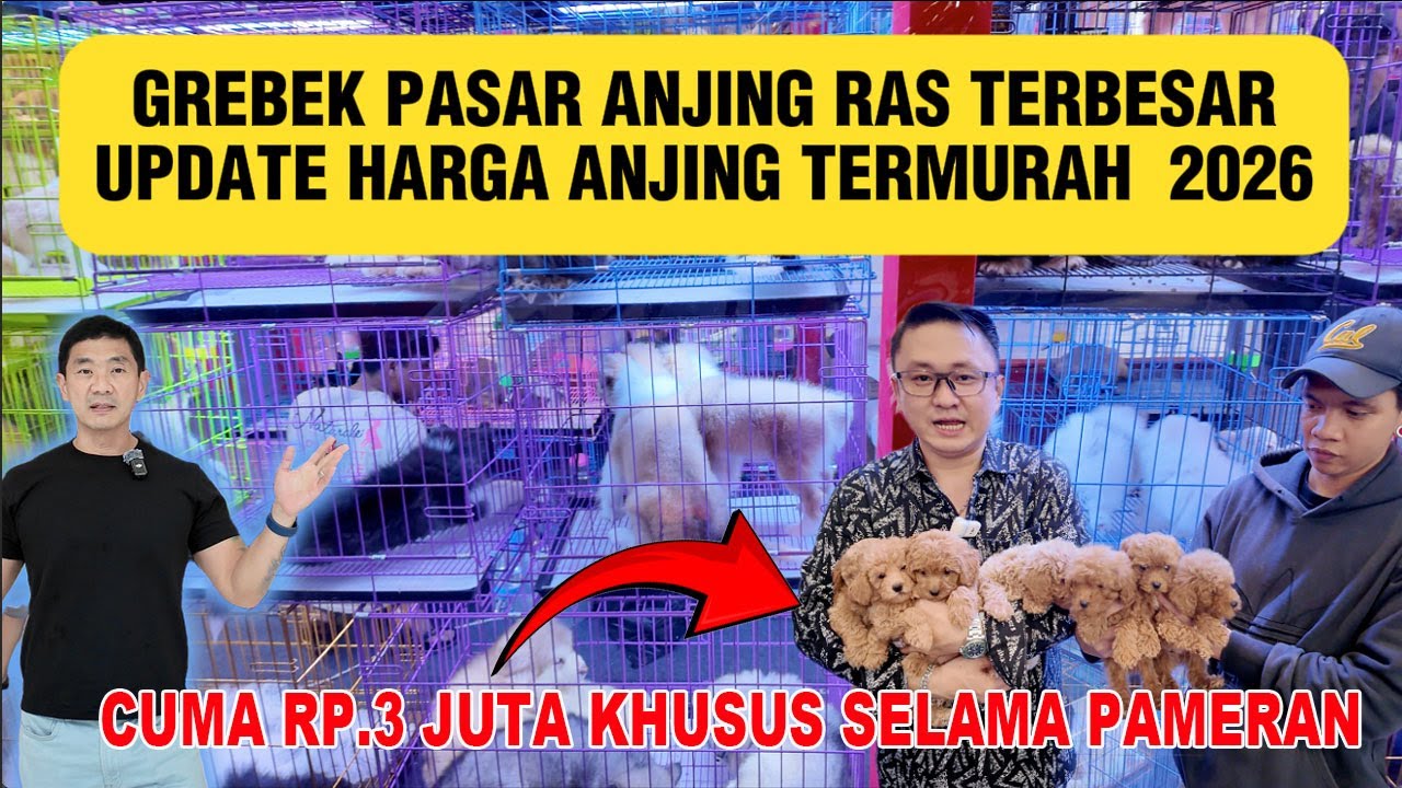 Grebek Harga Termurah Di Pasar Anjing Ras Terbesar Awal Tahun 2026