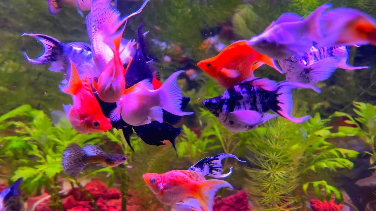 If you want remove stress, fish can help 🐠🐠🐠🐟❤️😻