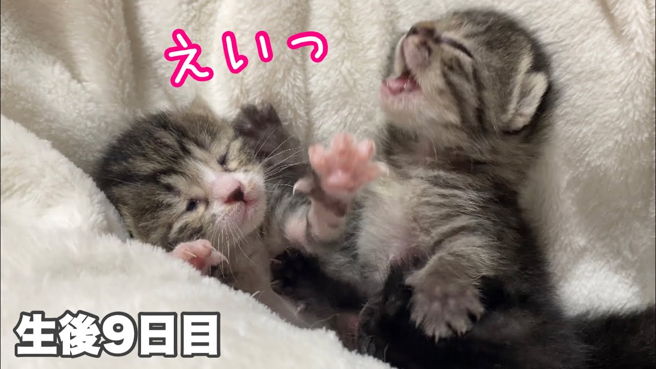 スローなじゃれ合い💗＆寛平期突入【ゲンハピノン成長日記#4】A kitten whose eyes are beginning to open.