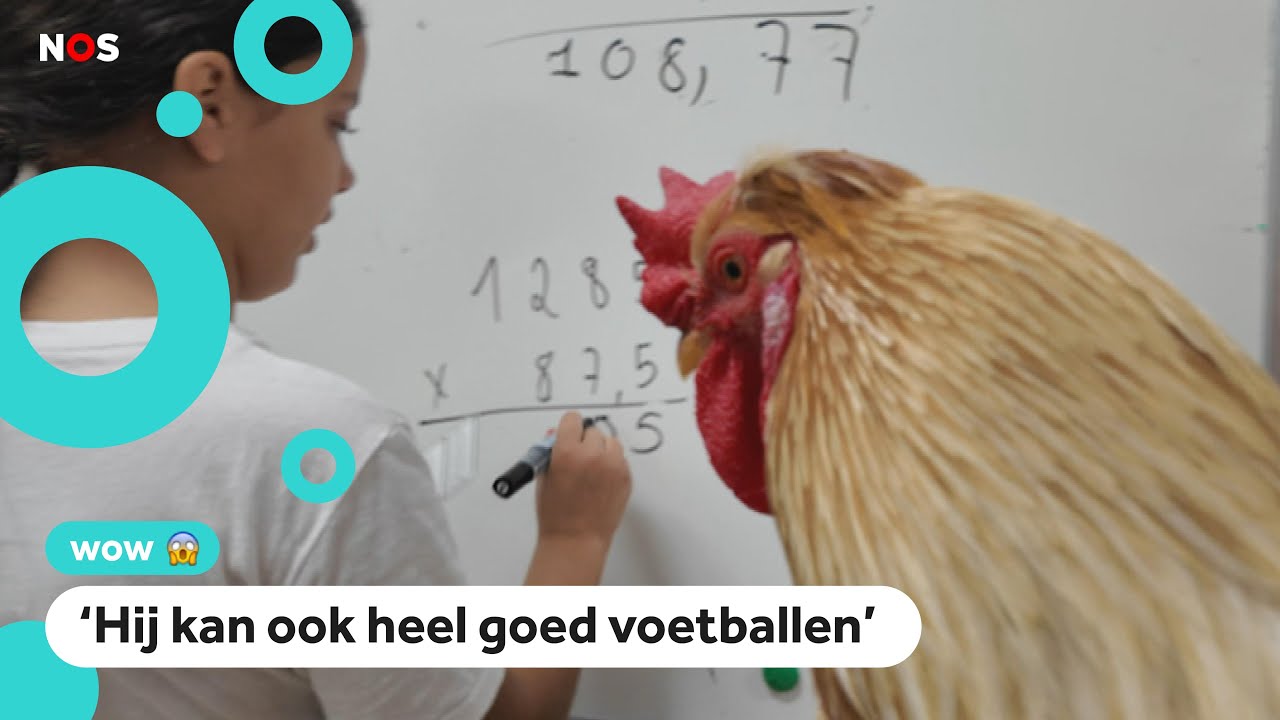 Franse kinderen hebben haan als klasgenoot