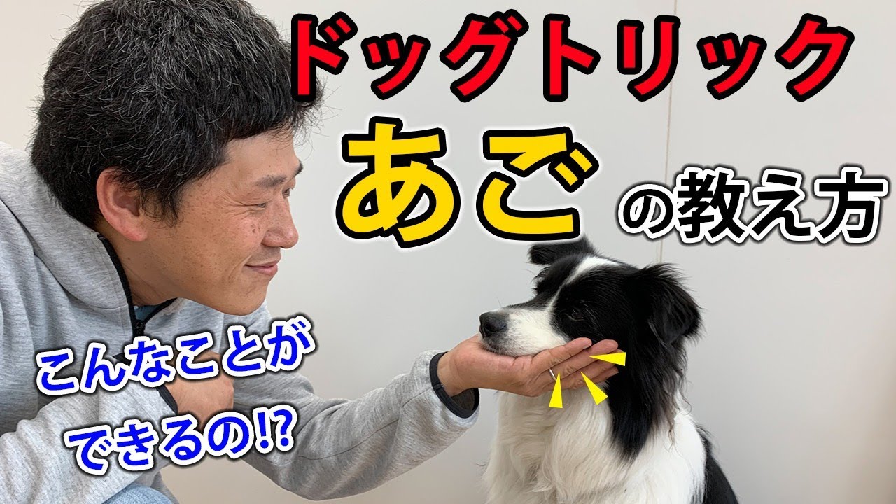 【ドッグトリックやってみた】【犬の芸】【あご】