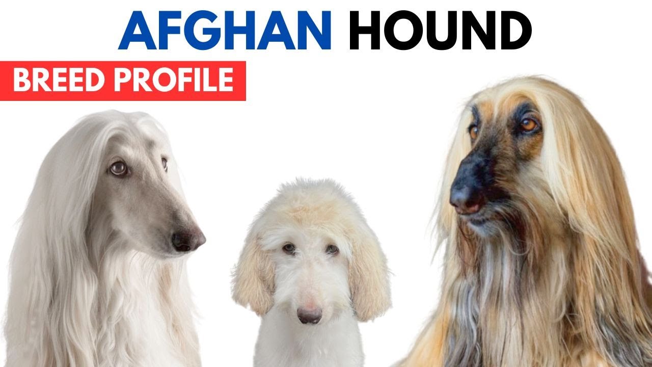 Afghan Hound Breed Profile History - Price - Traits - Afghan Hound Grooming Needs - Lifespan