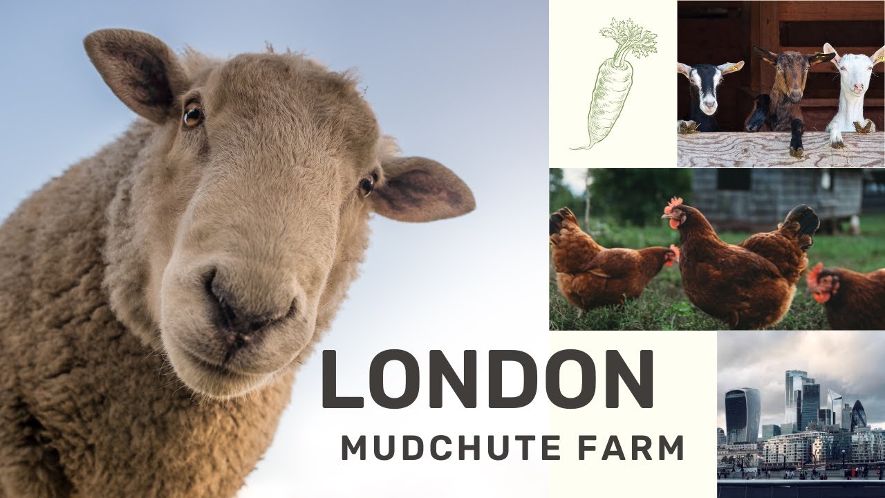 🐑 🐷🐐 A Day at Mudchute Farm:  London’s Hidden Countryside Gem!