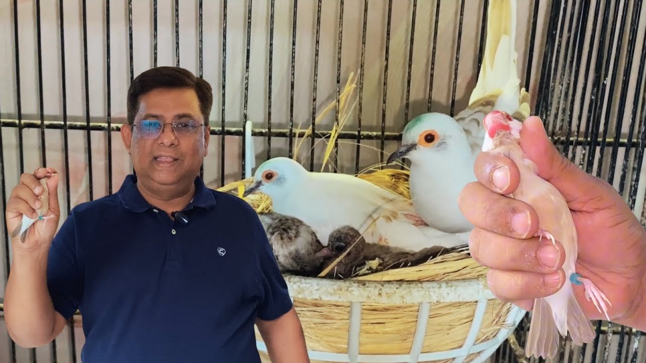 Fawn Java Sparrow Breeding Colony | Gul Bhai Setup | New Java Finch Mutation Revealed