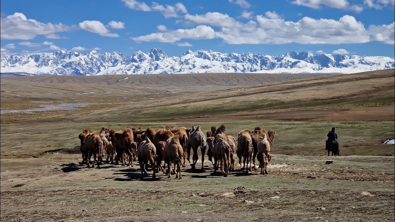 Kirghizistan confidentiel : vivre la transhumance avec un chamelier nomade