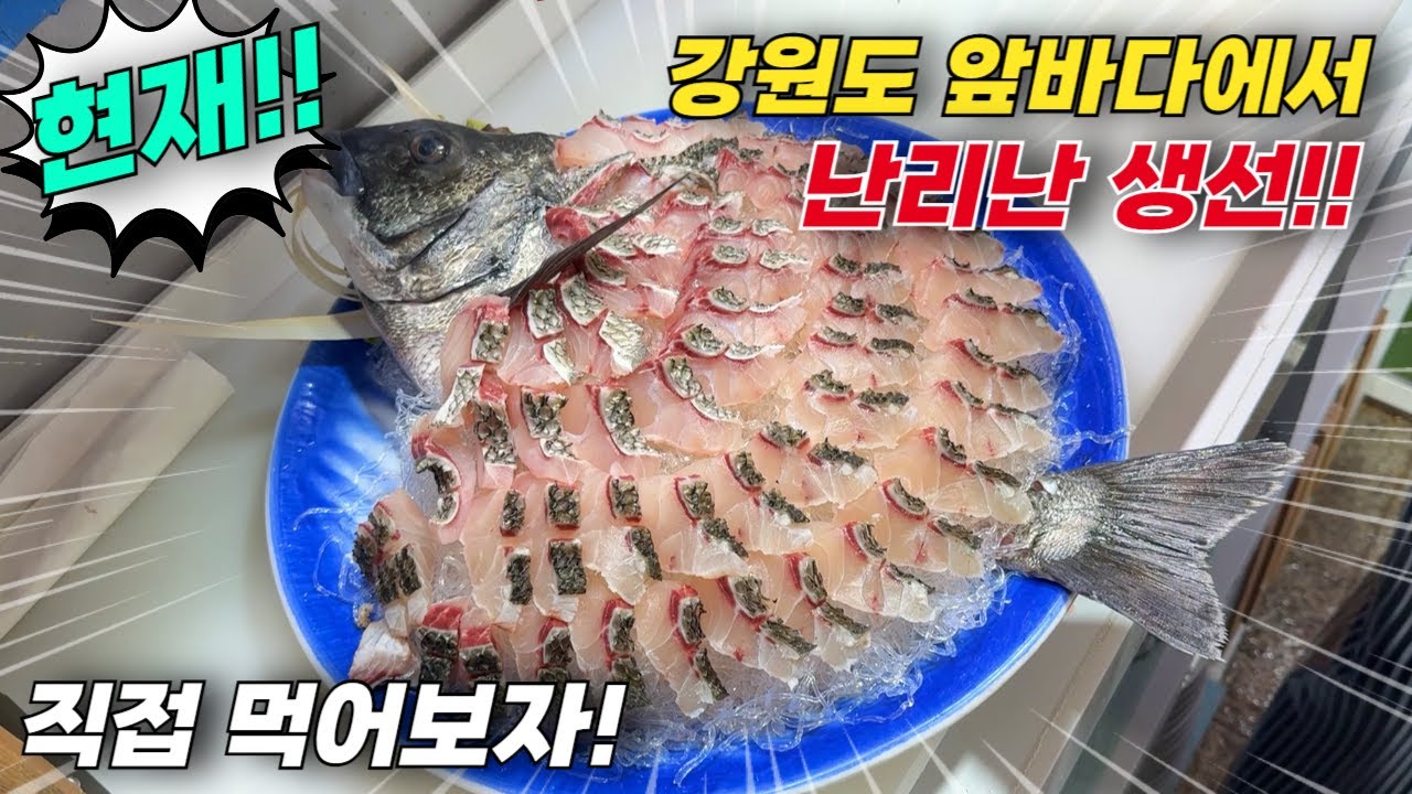 현재! 강원도 고성 앞바다에 난리난 생선! 도대체 얼마나 맛있길래..기대이상 감성돔!! 깜짝 놀랐습니다!!
