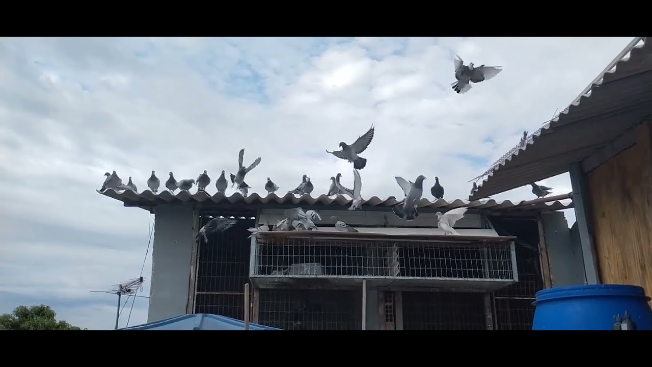 Criação de pombos revoada