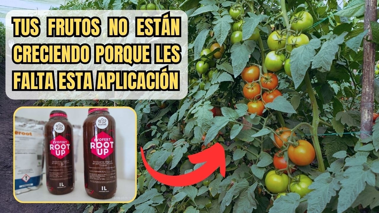 Este truco para INICIAR COSECHA en cultivos de tomates funciona SIEMPRE