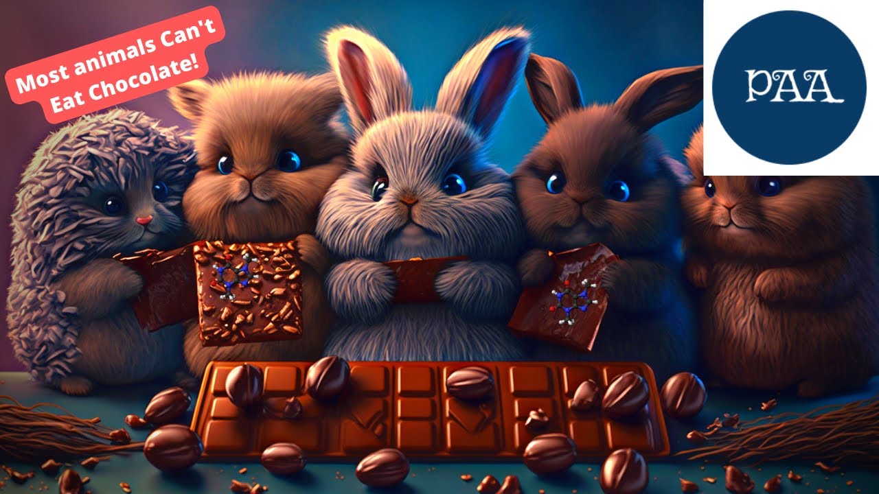 What animals can eat chocolate? Why most of the animals cannot eat chocolates?