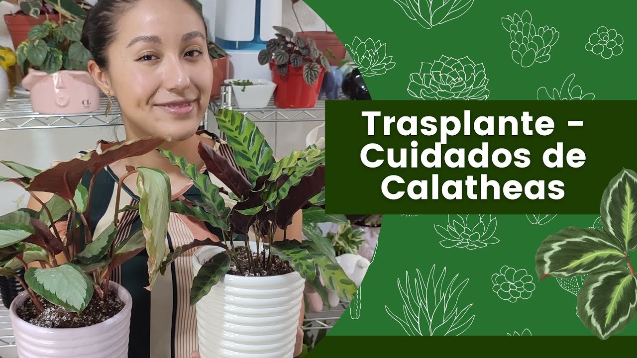 Trasplantando Calatheas - Cuidados de Calatheas