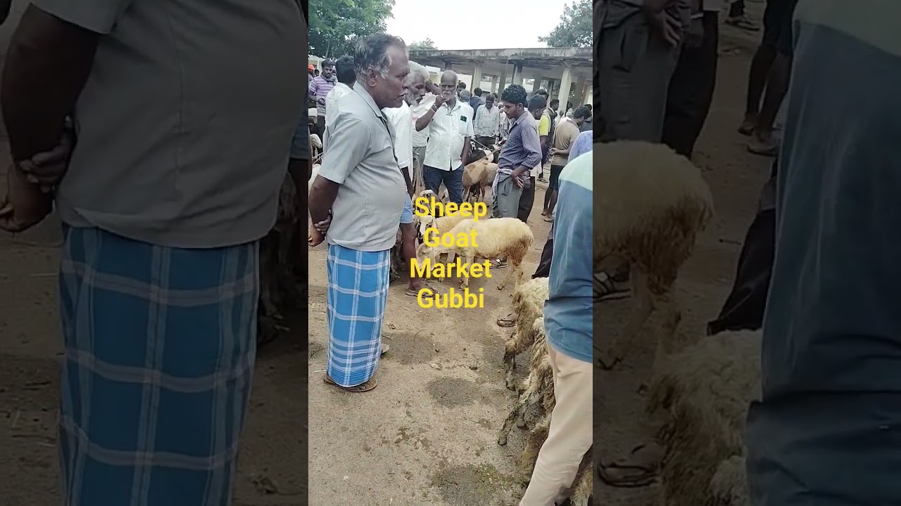 gubbi market every monday @ indian goat 2024