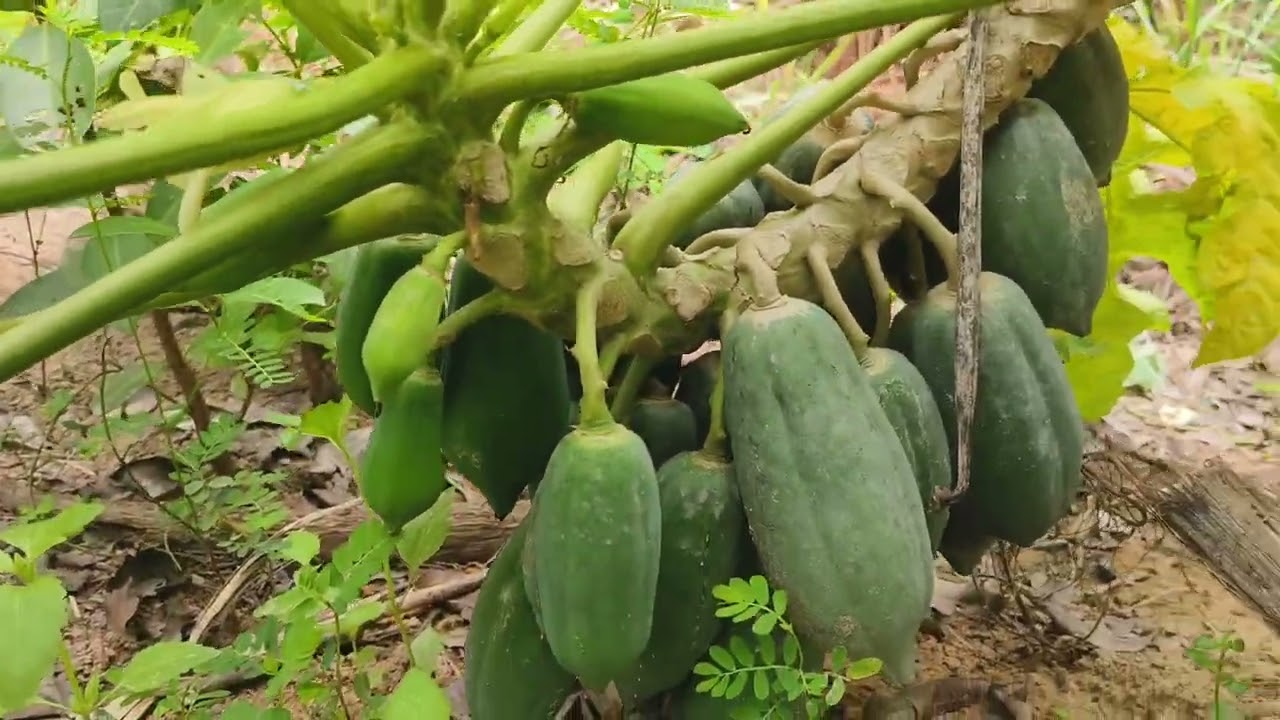 ធម្មជាតិពិតៗ