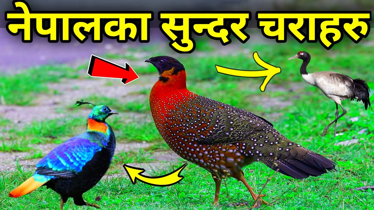 नेपालमा पाइने सुन्दर चराहरु || Beautiful Birds Found in Nepal || Rare Birds || Birds Video in Nepali