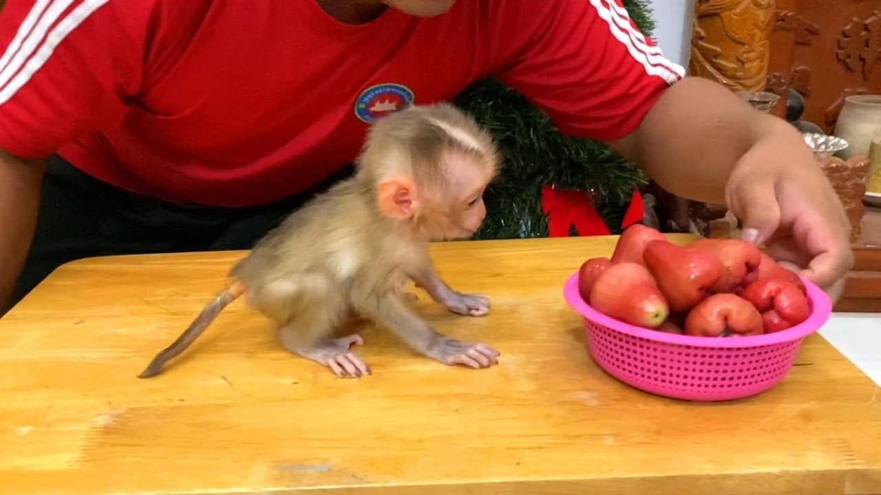 Mnkey Zhuly Walkinq Slowly To Reach When Seeinq ERD Wild-Apple First