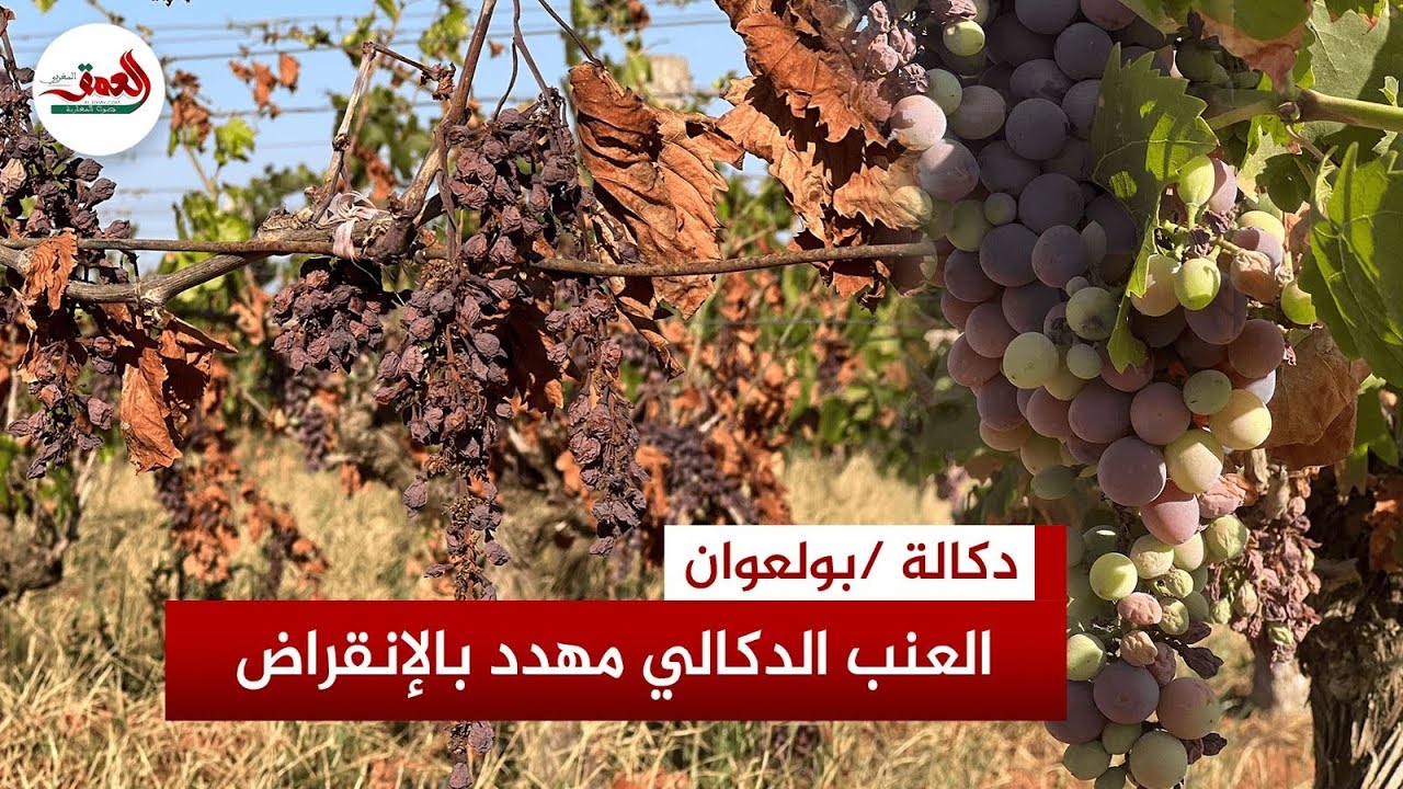 موجة 