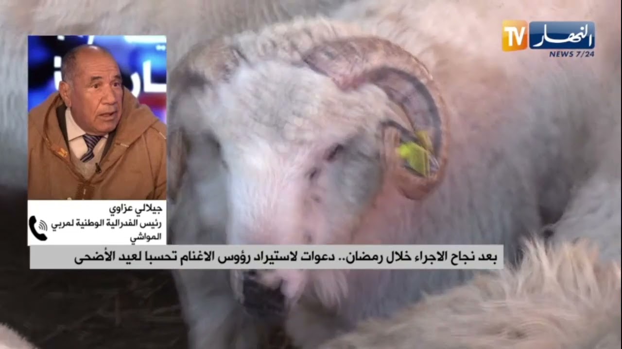 بعد نجاح الإجراء خلال رمضان..  دعوات لاستيراد الاغنام تحسبا لعيد الأضحى