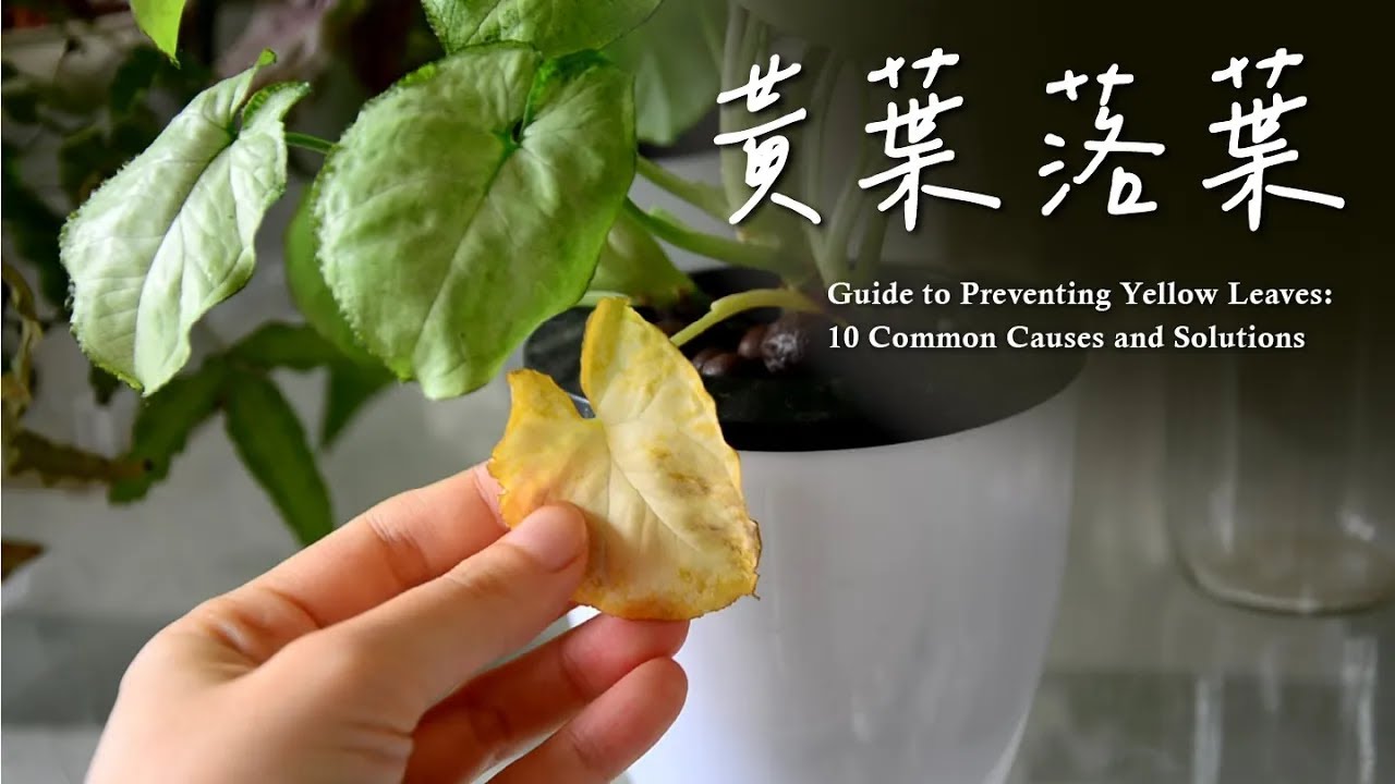 新手必看！不再為枯黃落葉困擾🍂植物10種黃葉跡象、原因及解方🌿Guide to Preventing Yellow Leaves: 10 Common Causes＆Solutions