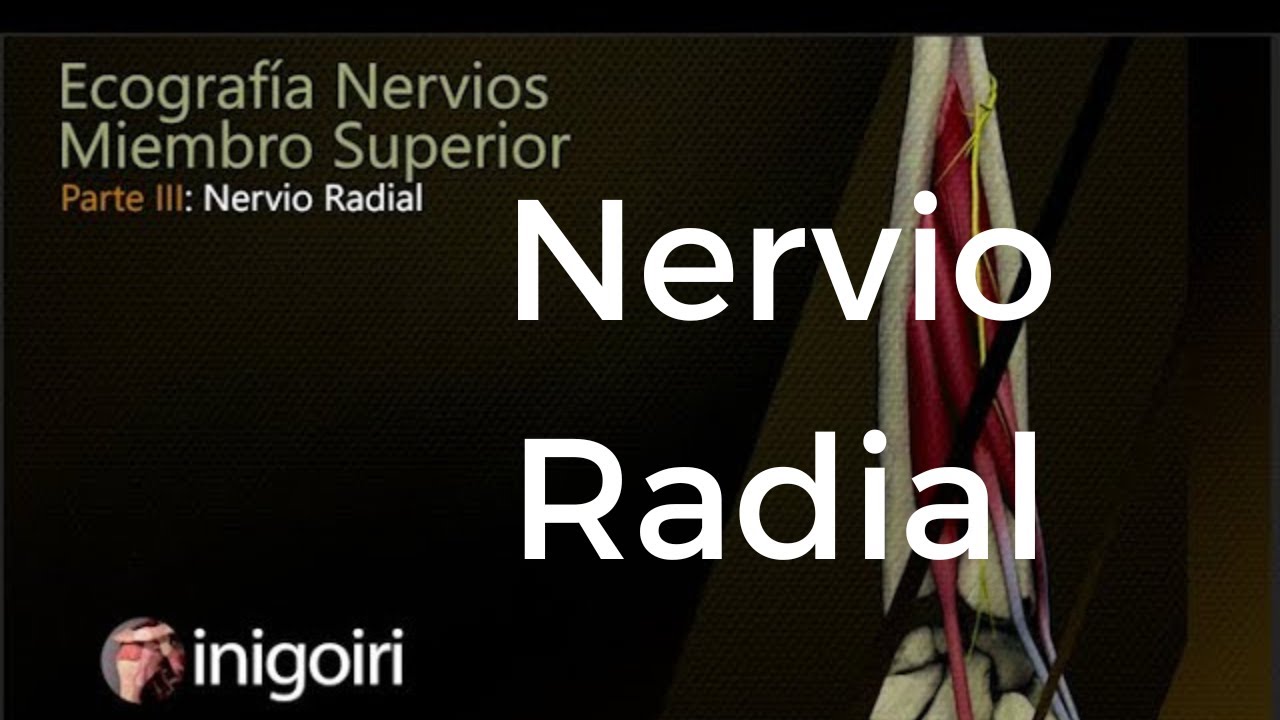 ECOGRAFÍA DEL NERVIO RADIAL | Anatomía Detallada y Exploración Ecográfica Completa