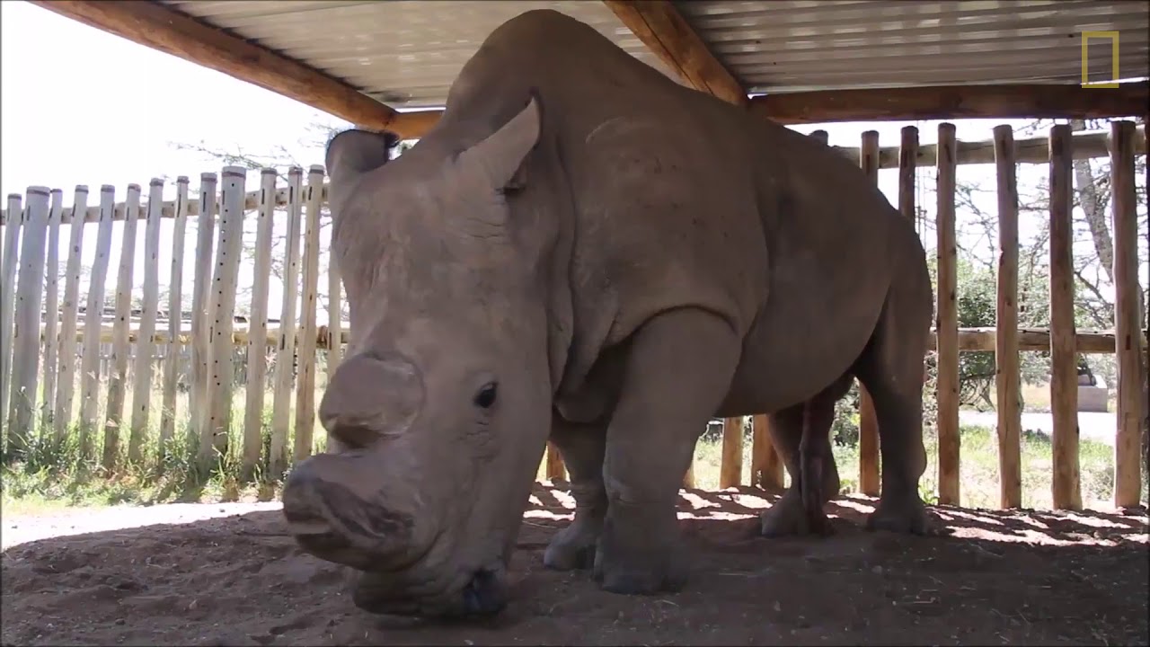 Sudan, o último rinoceronte-branco do norte macho, morreu
